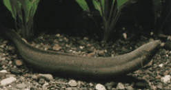 �����������̂����Ⴒ����